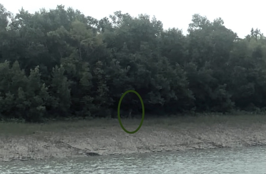A tiger (invisible) in the Sundarbans