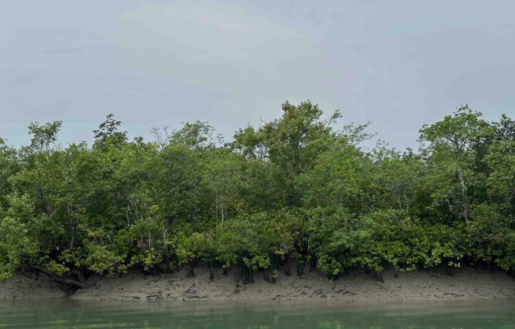 Sundarbans mangroves