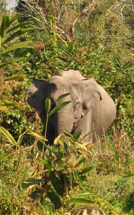Elephant