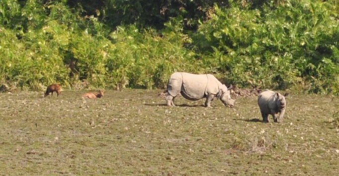 Rhinos