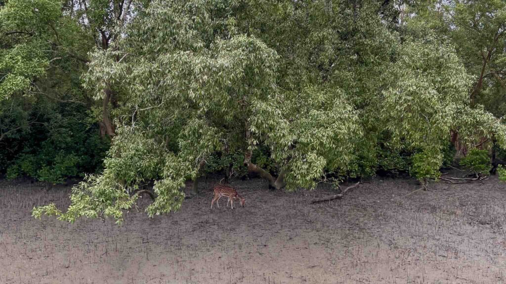 Deer in the Sundarbans