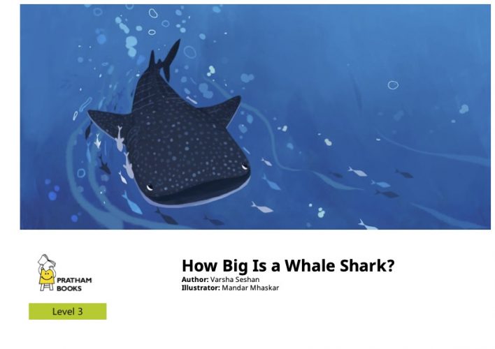 How Big Is A Whale Shark English How Big Is A Whale Shark English